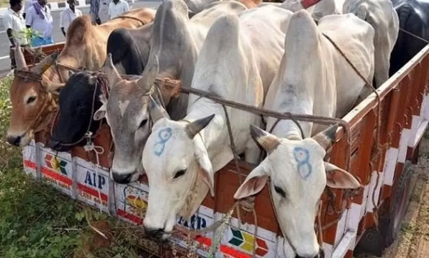 Assam Cattle Transportation Permit 2023
